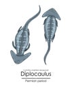 Diplocaulus, a prehistoric primitive amphibian