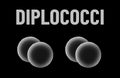 Diplococci bacteria monochrome vector illustration on black background. Virus concept