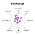 Diplococci. The disease is caused diplococci. Infographics. Vector illustration