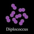 Diplococci structure. Bacteria diplococcus. Infographics. Vector illustration on isolated background