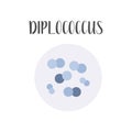 Diplococcus. Bacteria classification. Spherical shapes of bacteria, cocci. Morphology. Microbiology. Royalty Free Stock Photo