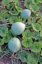 Closeup view of Diplocyclos palmatus