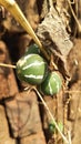 Diplocyclos palmatus. Native Bryony or Striped cucumber (Diplocyclos palmatus)