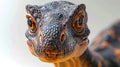 Diplodocus dinosaur face on white surface, hyper realistic photo