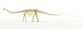 Diplodocus dinosaur full skeleton photo-realistc rendering.