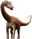 Diplodocus dinosaur from the Jurassic era 3D illustration Royalty Free Stock Photo