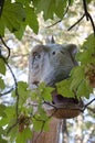 Diplodocus eating green leaves. Dinosaur in the park. Brachiosaurus dinosaurs toy in tree leaves