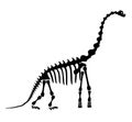 Diplodocus skeleton. Ancient prehistoric animal dinosaur. Big animal of the prehistoric Mesozoic era. Illustration