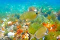 Diplodus Sargus fish underwater Mediterranean