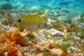 Diplodus Sargus fish underwater Mediterranean Royalty Free Stock Photo