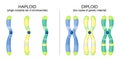 Diploid and Haploid chromosomes Royalty Free Stock Photo