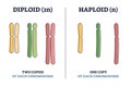 Diploid vs haploid as complete chromosome sets comparison outline diagram Royalty Free Stock Photo