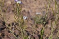 Diplotaxis acris or Desert Rocket in bloom in Arava desert, focus on a flower