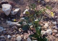 Diplotaxis acris or Desert Rocket in bloom in Arava desert, selective focus on flower