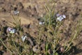 Diplotaxis acris or Desert Rocket in bloom in Arava desert, focus on a flower