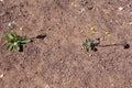 Diplotaxis acris or Desert Rocket in bloom in Arava desert, focus on a flower