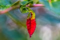 Dipped in red; isolated leaf showing color change in autumn