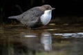 Dipper Royalty Free Stock Photo
