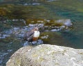 Dipper aquatic bird.
