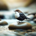 A dipper perches on a riverside rock waiting for prey