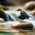 A dipper perches on a riverside rock waiting for prey