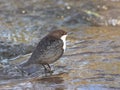 Dipper - Cinclus cinclus