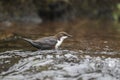 Dipper, Cinclus cinclus Royalty Free Stock Photo