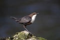 Dipper, Cinclus cinclus Royalty Free Stock Photo