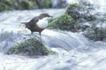 Dipper, Cinclus cinclus Royalty Free Stock Photo