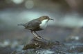 Dipper, Cinclus cinclus