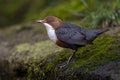 Dipper (Cinclus cinclus) Royalty Free Stock Photo