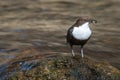Dipper - Cinclus cinclus single bird on rock with food