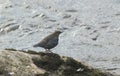 A pretty Dipper Cinclus cinclus standing on top of a rock in the middle of a fast flowing river in the Scottish Highlands where