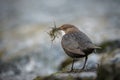 Dipper in England with nesting material Royalty Free Stock Photo