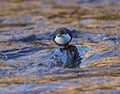 Dipper feeding in the River Nethy