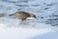 Dipper on ice Royalty Free Stock Photo