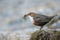 Dipper with nesting material Royalty Free Stock Photo