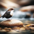 A dipper perches on a riverside rock waiting for prey