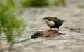 Dipper on a rock in the river