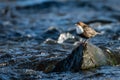 Dipper on the rock