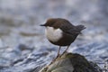 Dipper standing on a small rock, in the riverbank, during winter season, Vosges, France