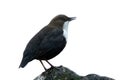 Dipper standing on a small rock, in the riverbank, during winter season, Vosges, France