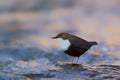 Dipper standing on a small rock, in the riverbank, during winter season, Vosges, France