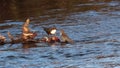 2 Dippers, Cinclus, dipping, bobbing on the river lossie in elgin, moray, scotland in march