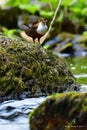 Dipper bird, Scientific name: Cinclus