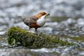 Dipper bird, Scientific name: Cinclus