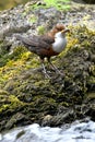 Dipper bird, Scientific name: Cinclus