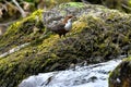 Dipper bird, Scientific name: Cinclus