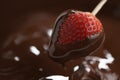 Dipping strawberry into dark premium chocolate Royalty Free Stock Photo