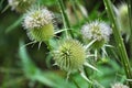 Dipsacus blooms in nature